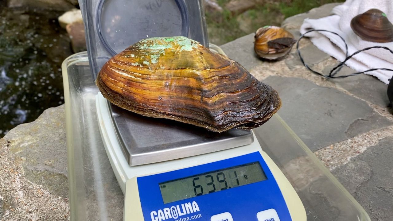 A pistolgrip mussel is weighed at the Fort Worth Zoo. (Spectrum News 1/Lupe Zapata)